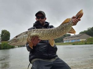 Northern Pike