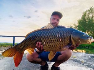 Common Carp