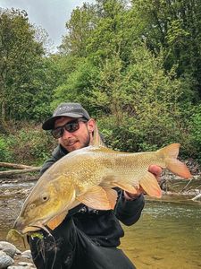 Barbel