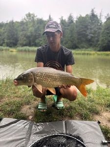 Common Carp