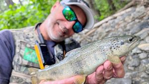 Brown Trout
