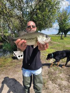 Smallmouth Bass