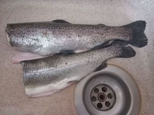 Rainbow Trout