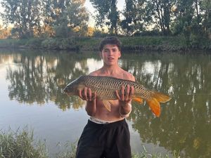 Common Carp