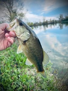 Largemouth Bass