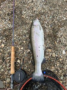 Rainbow Trout