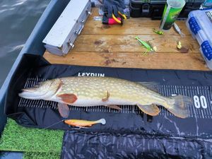 Northern Pike