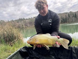 Tench