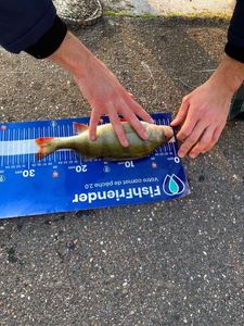 European Perch