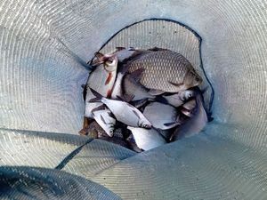 Crucian Carp