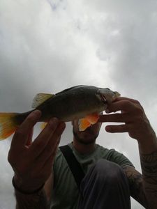European Perch