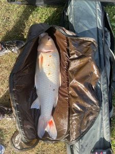 Koï Fish