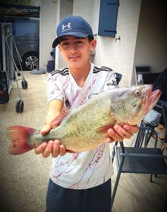 Largemouth Bass