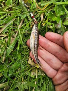 Common Minnow