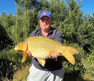 Common Carp
