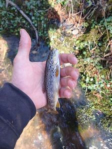 Brown Trout