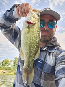 Largemouth Bass