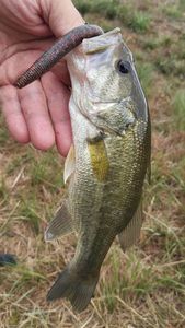 Largemouth Bass