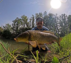 Common Carp