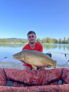 Mirror Carp