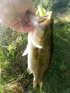 Largemouth Bass