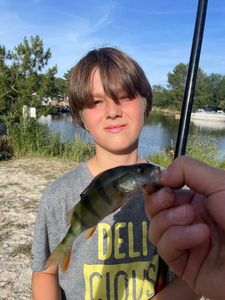 European Perch