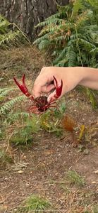 Red Swamp Crayfish