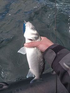European Bass (Seabass)