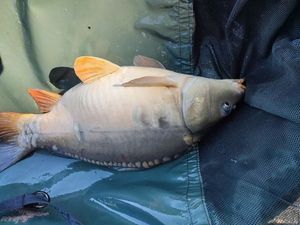 Mirror Carp