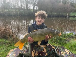 Common Carp