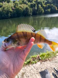 European Perch