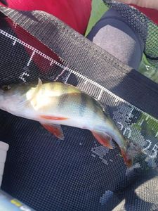 European Perch