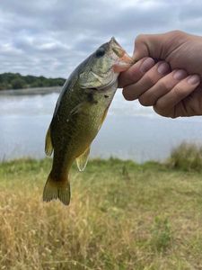 Largemouth Bass