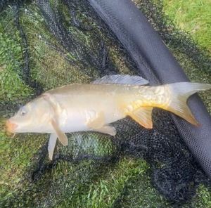 Mirror Carp caught by Osuka 🎣