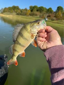 European Perch