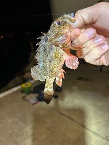 Brown Scorpionfish