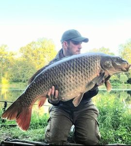 Common Carp