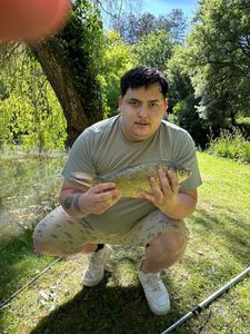 Prussian Carp