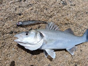 European Bass (Seabass)