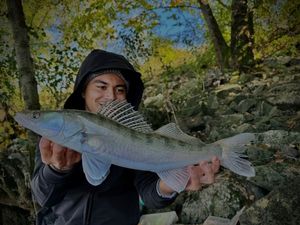 Zander
