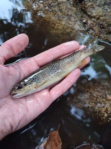 Brown Trout