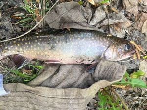 Brook Trout