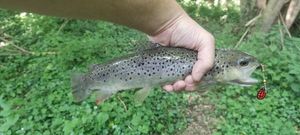 Brown Trout