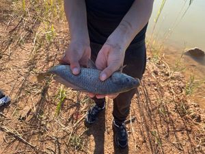 Silver Carp