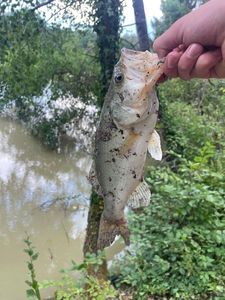Largemouth Bass