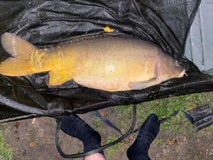 Mirror Carp