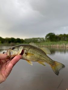 Largemouth Bass