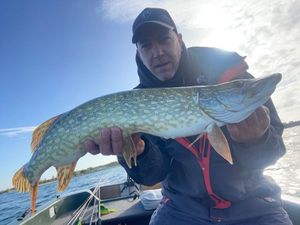 Northern Pike