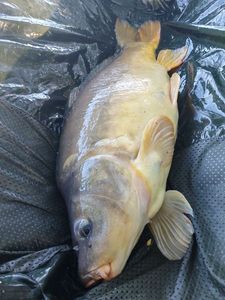 Mirror Carp
