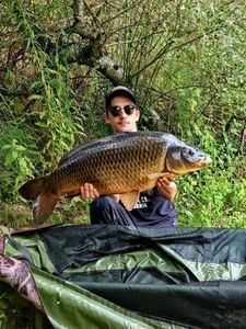 Common Carp